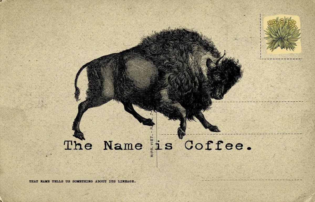 THE NAME IS COFFEE